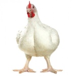 Broiler Chickens, 3kg - 3.5kg