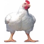 Broiler Chickens, 4kg - 5kg